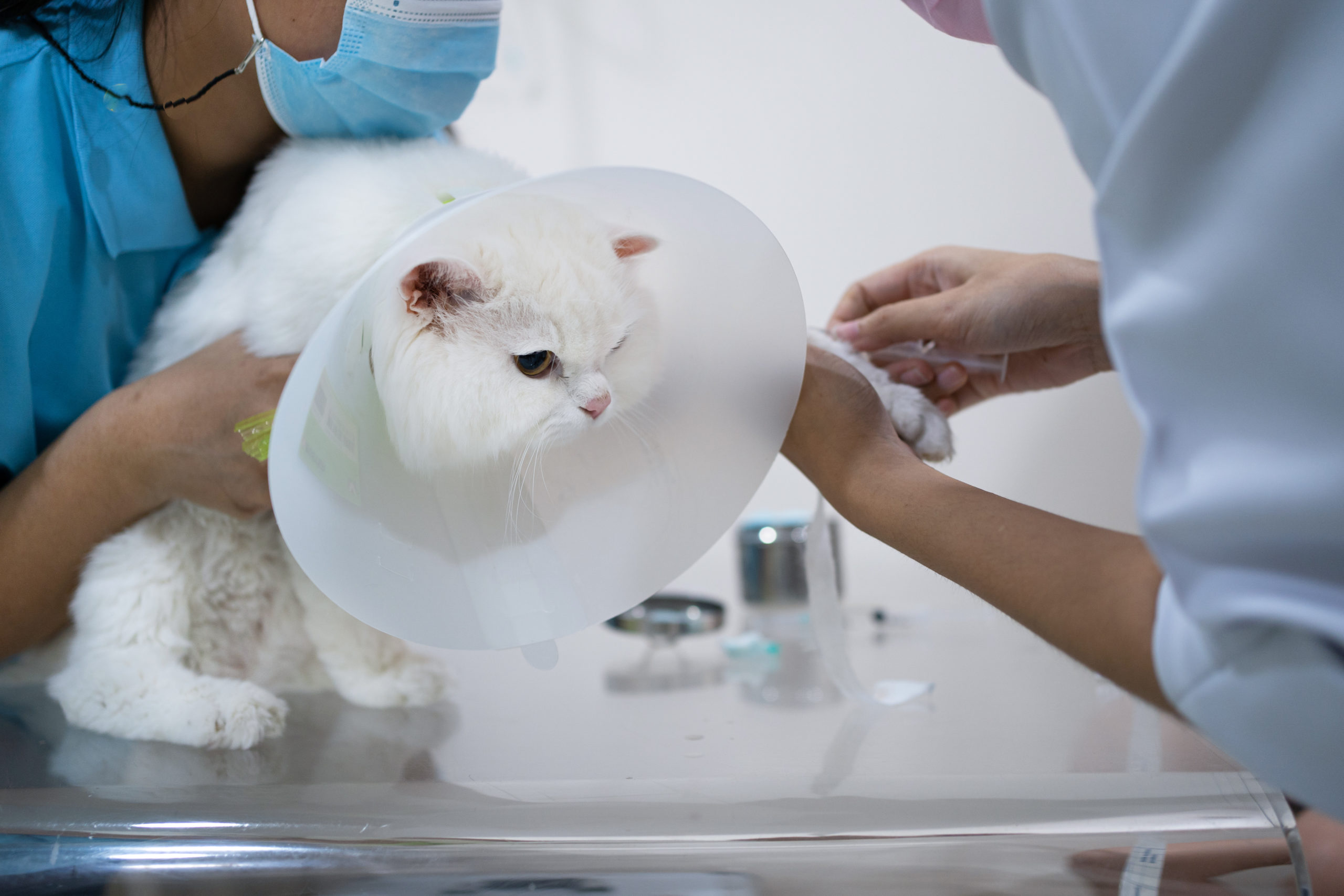 Veterinary Assistant Vs Vet Tech Which One Is Right For You HCI   AdobeStock 472258447 Scaled 