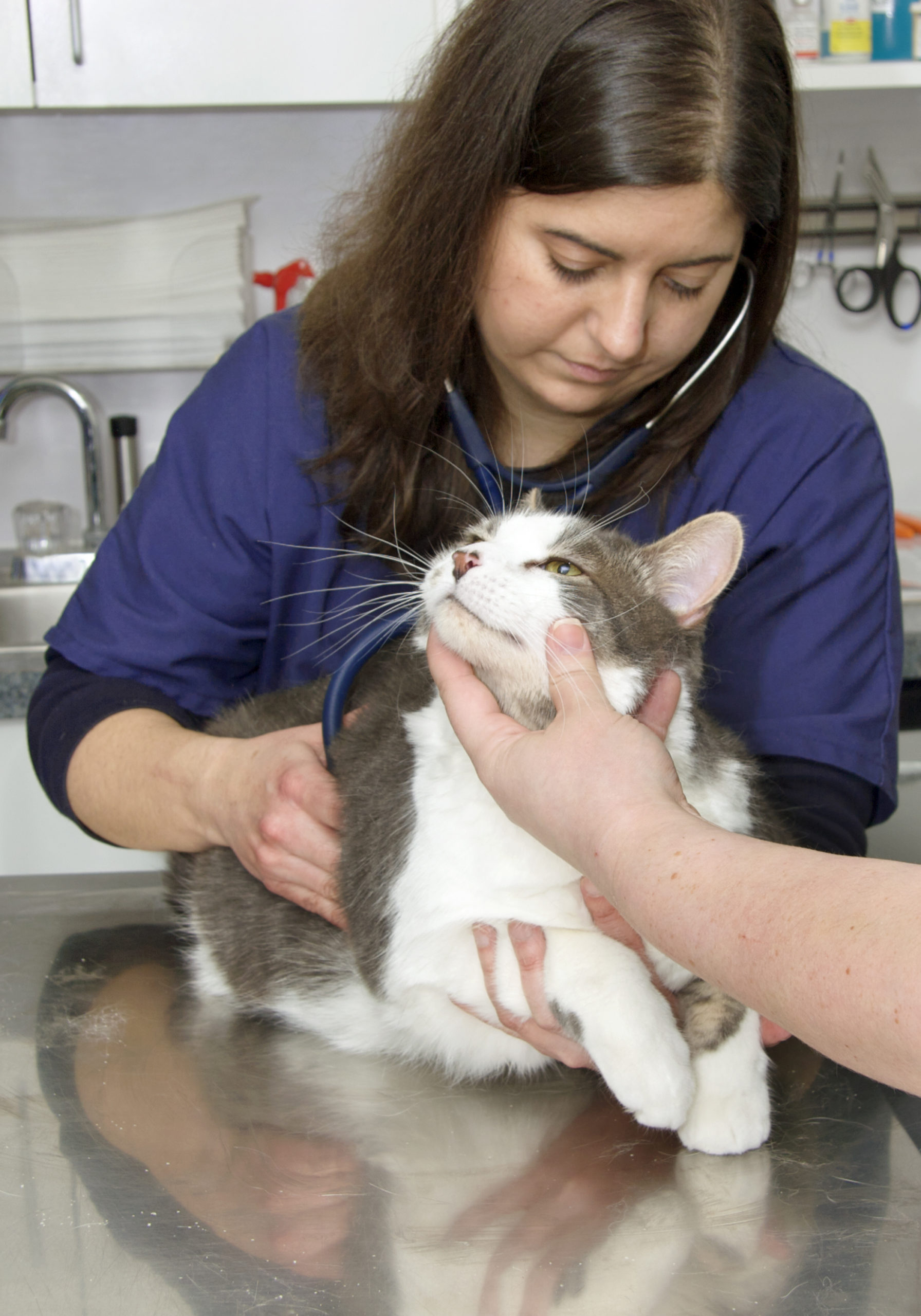 Best Practices For Animal Restraint As A Veterinary Assistant HCI College